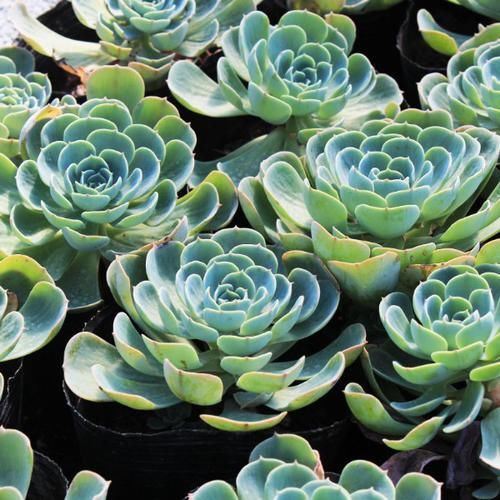 新手养多肉，这3种多肉别轻易养，怕你觉得养护太简单！