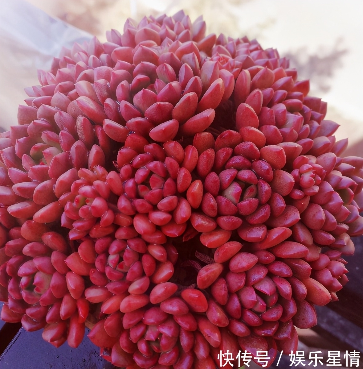 捧花|原来红宝石多肉，不但能养出鲜红的颜色，还能培育成“捧花”状态