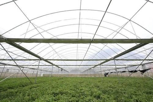  浑身|一斤卖100元！这种浑身挂“冰晶”的“贵族蔬菜”，你见过吗？