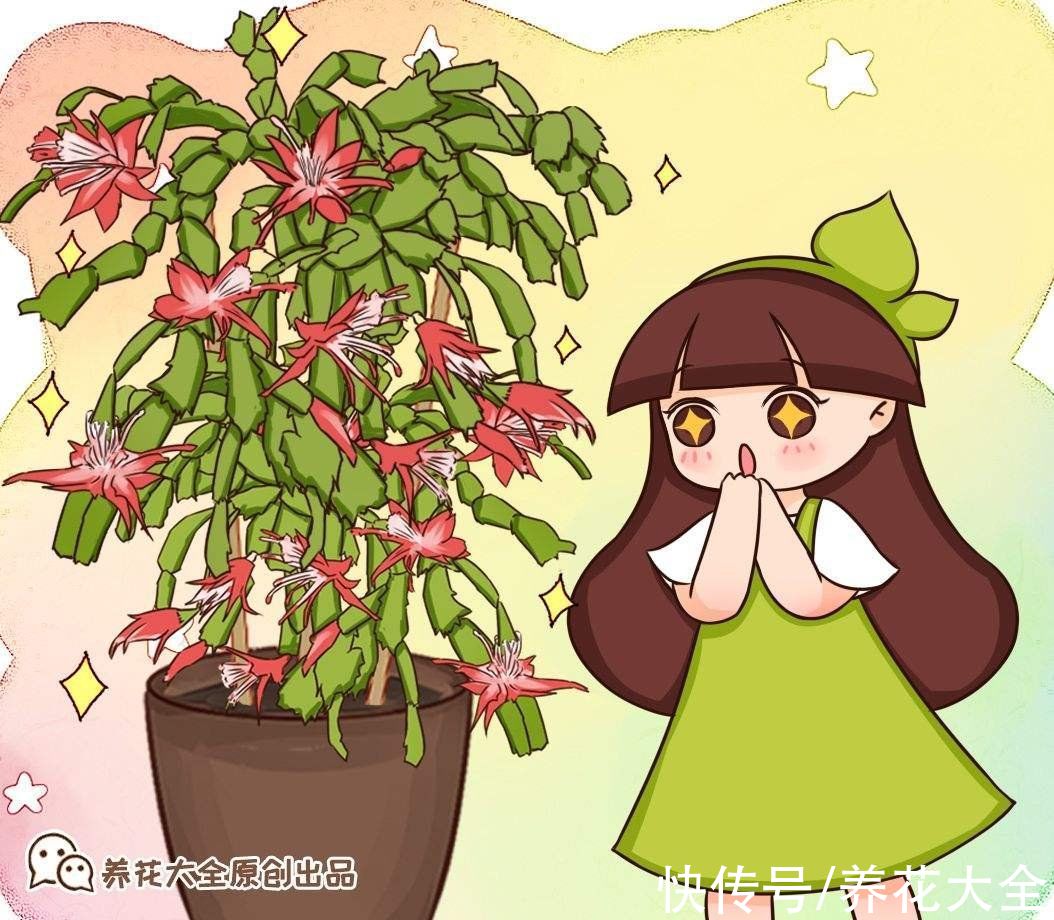 砂质土|9月养蟹爪兰，做好4件事，叶子肥厚有质感，花苞呼呼冒