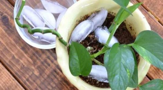 年轻人养花必备技能4个简单小技巧，让小白轻松掌握盆栽要领