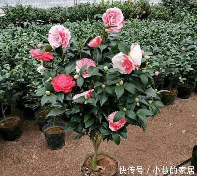 花市买茶花，回家一定要换土，“中间”有门道，不换土养不活