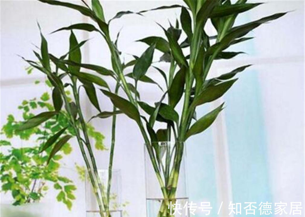 吉祥花|10大“吉祥花”适合养客厅,格调高,株型美,旺财又护家