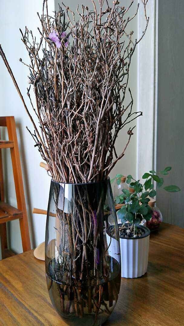 干枝杜鹃|干枝杜鹃不能买,罪恶产业链,没有买卖就没有盗采