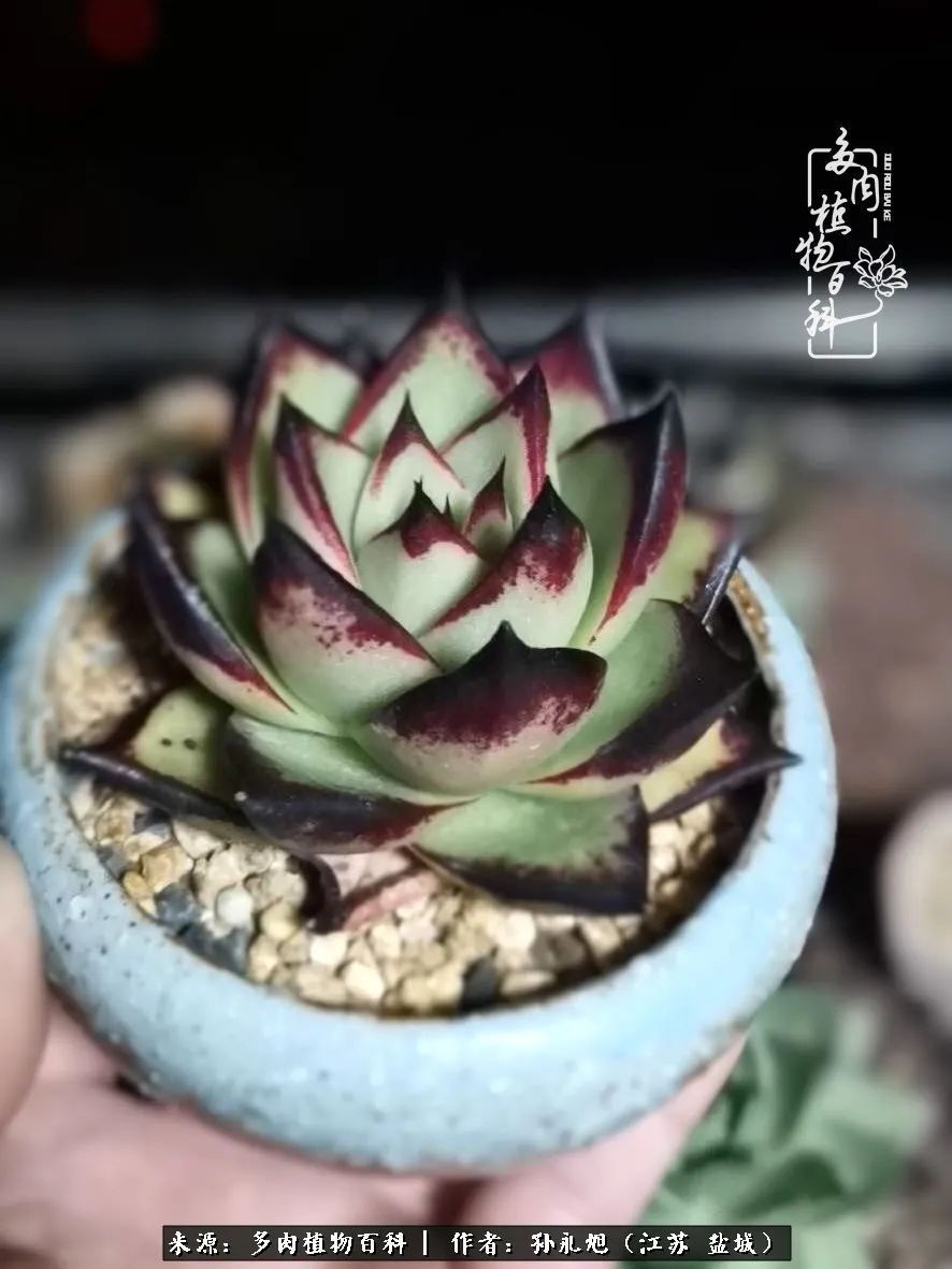 养多肉三年多九万里悟道，终归诗酒田园！