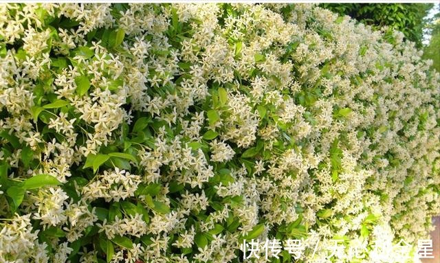 矾根|为了300㎡露台花园，毫不犹豫买了这房子，在城市屋顶过上田园生活！