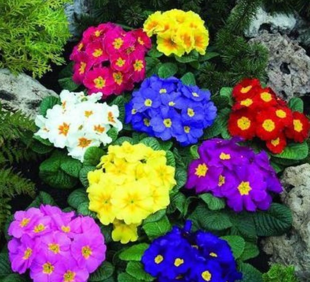 养护|春天就养5种花,好养又漂亮,花团锦簇,人见人爱!