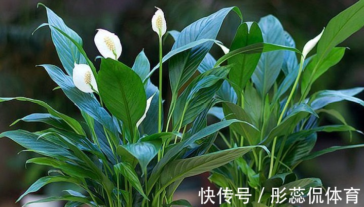 5种“漂亮花”，客厅养最合适，缺少光照，一样枝繁叶茂