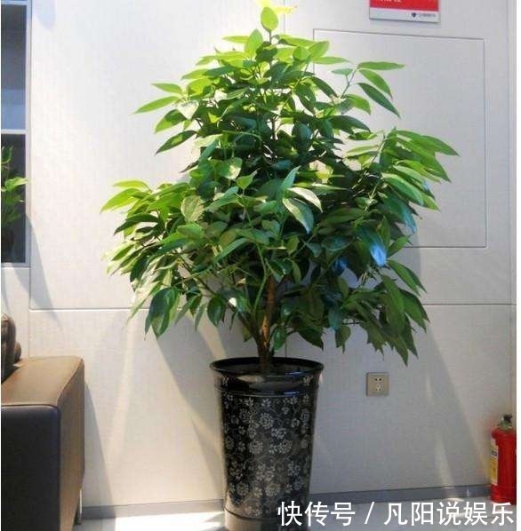 平安树|有钱人最爱养这“3种”树,摆家里绿油油,生活越过越好!