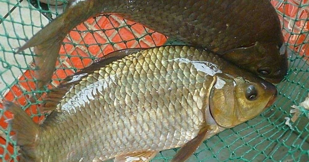 钓春鲫,判断鲫鱼是不是已经离底了,看这两个迹象就足够了