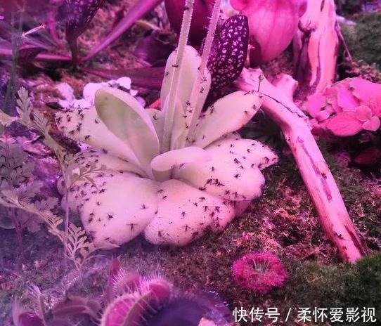 花盆里发现蚜虫、小黑飞?别头疼了,3个小技巧保管它们去无踪