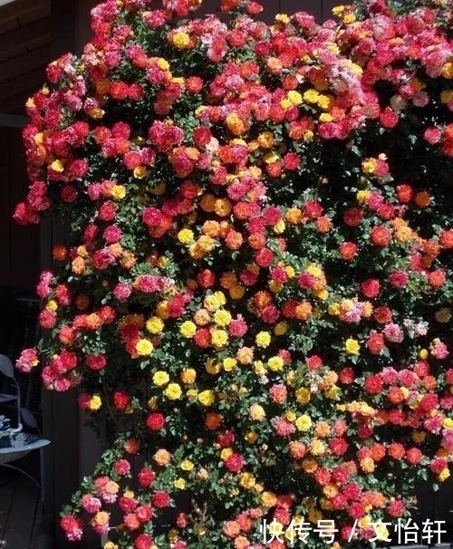 品种|100个月季品种,千姿百态,每个都很漂亮,图名并茂,值得收藏