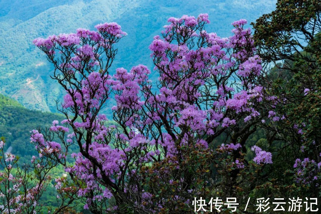 大理|7月大理鸡足山杜鹃花正开放，山花映古寺，鸡足山原来那么美！