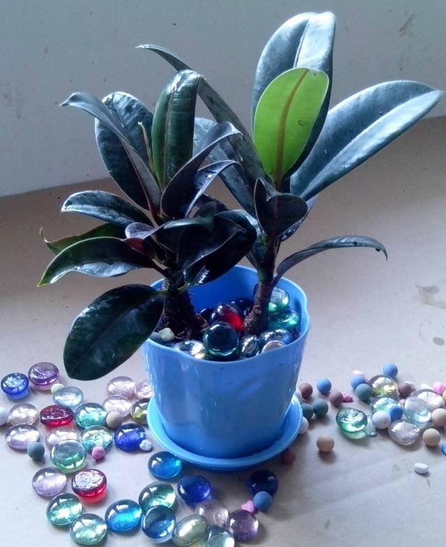 你还买这10种花别再乱花钱了,摘个叶子回家,过几天就变小苗了