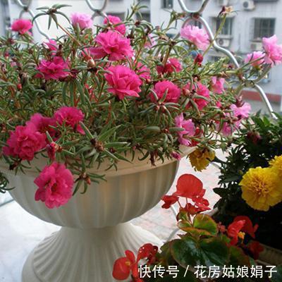 需要怎么做，太阳花才能持续爆盆，一个“掐”字解决您的疑问