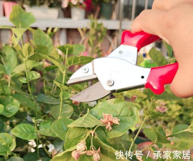 秋天养茉莉?进入“虚弱期”,养壮是关键,明年开花翻一倍