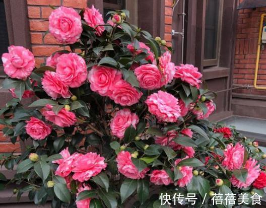 3种“老花树”,能活一百年,冬天不怕冷,开满“吉祥花”