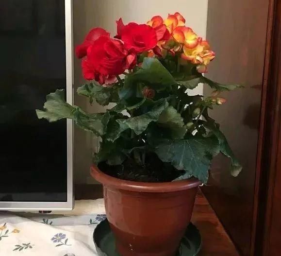 浇水|公认最难养的8种花，叶子动不动就发蔫，新手慎买！