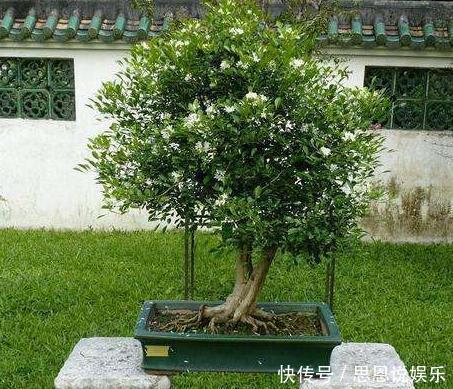 “3种树”养客厅,香味浓,比空气“清新剂”都好,除味杀菌!