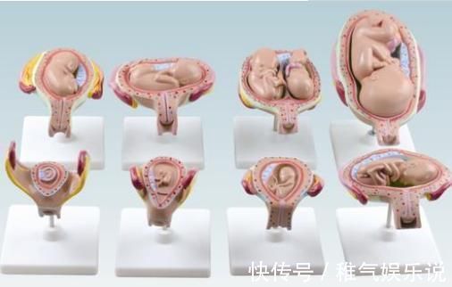 发育|胎宝待在妈妈肚子里10个月,但只在这3周发育智力,孕妈别错过