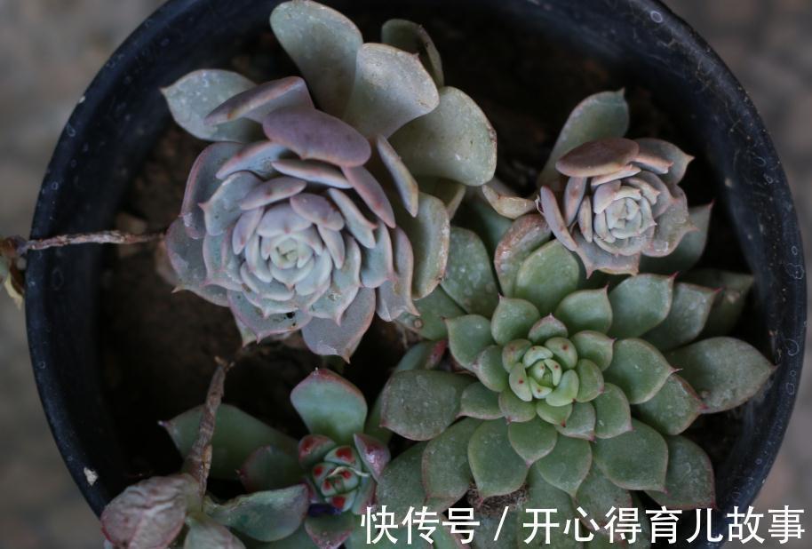 新手|新手的多肉养护知识,入坑肉肉的必看,让你的肉肉花开一串又一串