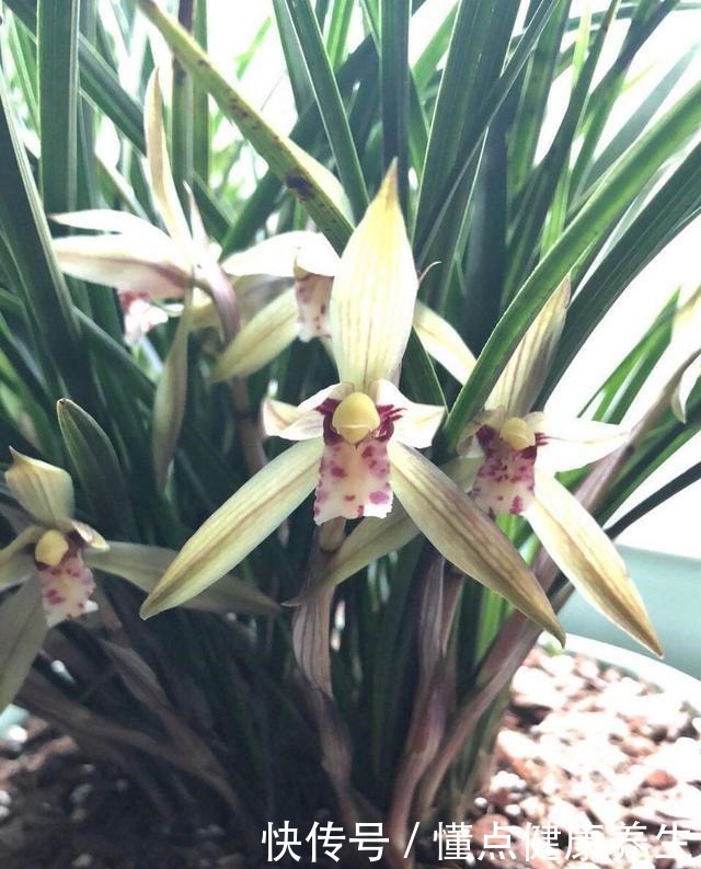 养兰花牢记“2勤、1控制”,即使养在塑料桶里,也能满盆冒花苞!