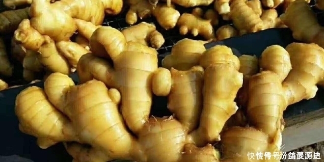 保存生姜千万别放冰箱了!教你1个诀窍,生姜放上一年都新鲜饱满