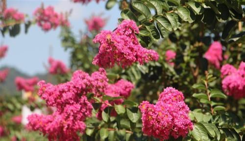 农村小院种植花卉相当流行,种植这些花儿比较好看,而且花期超长