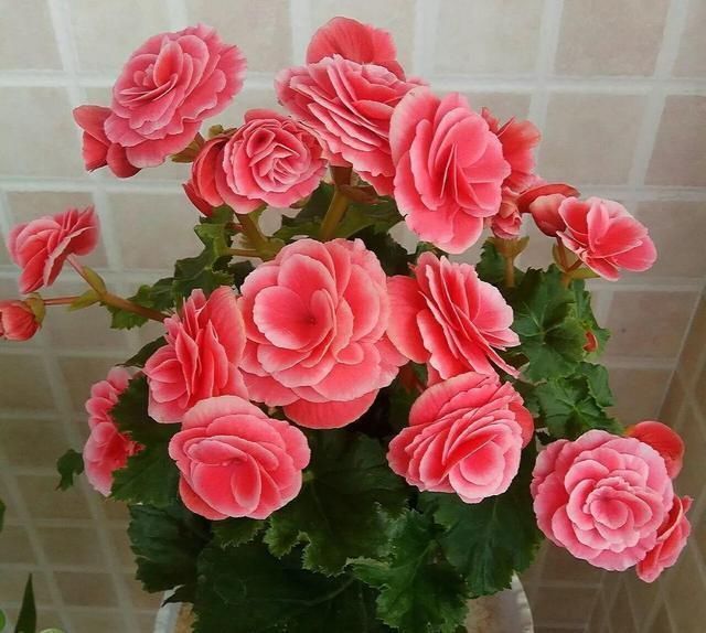 5种花叫做“度夏难”,到了夏天就黄叶干枯,花友年年养年年买