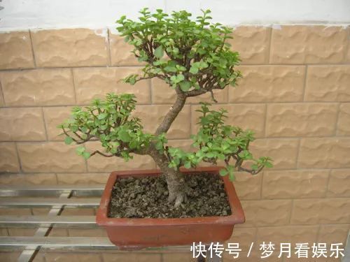 家里有金枝玉叶的来看看，一分钟学会怎么给金枝玉叶修剪造型