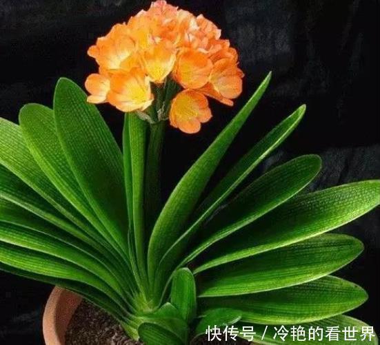 养花就养君子兰金枝玉叶这两非常好养,寓意还非常吉祥