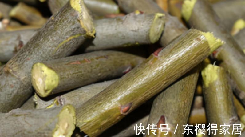 花友们|柳树全身是宝，取些枝条自制生根水，养花人轻松省下买肥钱