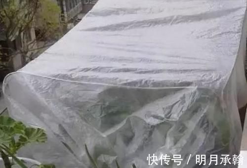 绿萝|闲置塑料袋，冬天拿来养花作用真不小，既能环保又能省钱
