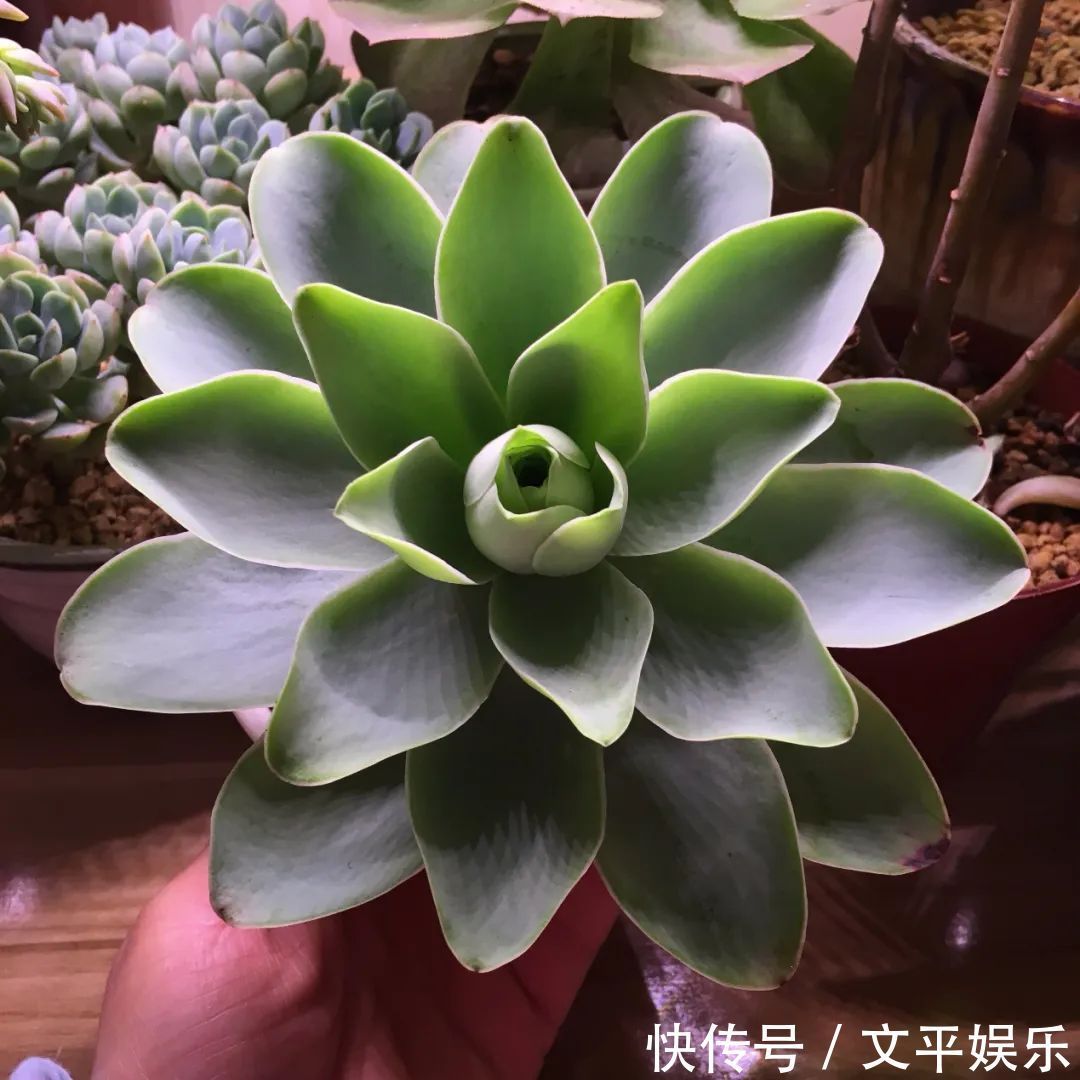 一组逆袭成功的多肉给它时间，它就会给你好看！