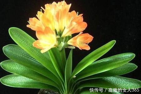 50种植物花语，不要再傻傻送错花了