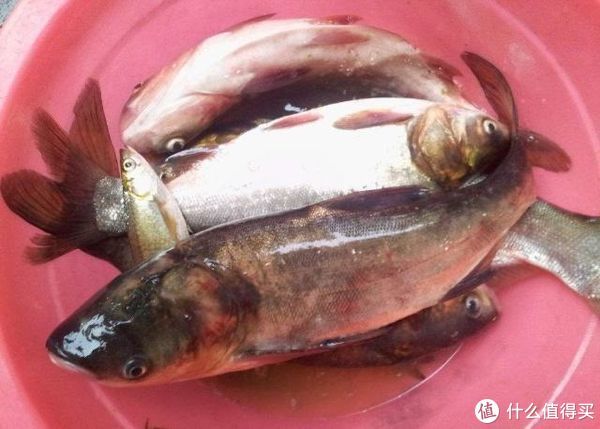 鱼率|钓鲢鳙总抬竿无鱼？上钓下锚——钓与锚两者结合，有效提升上鱼率