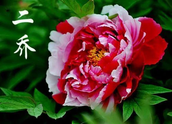 喜欢牡丹花，却一不小心买到芍药！附牡丹花品种图鉴大全