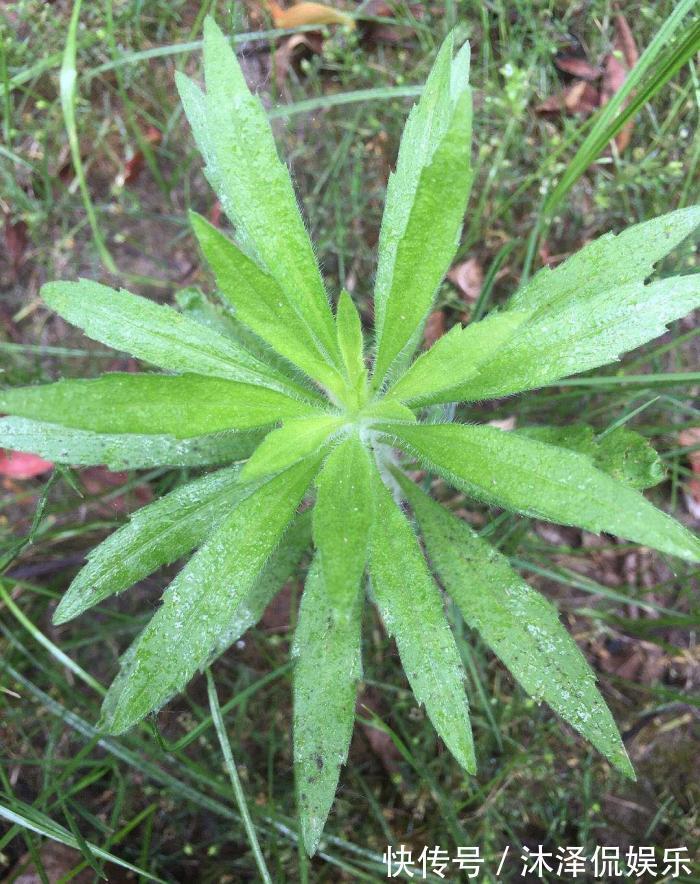 农民朋友|此物名为“醉酒草”,是治疗肠胃“特效药”,路边就有,见了带走