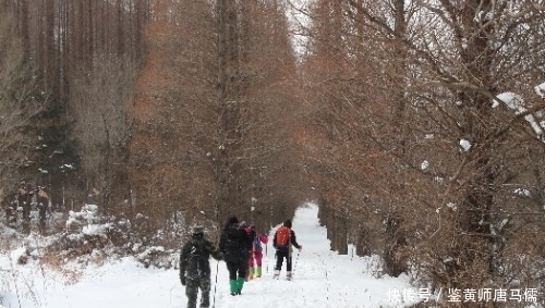 寻找|过雪山，寻找那片让人心醉的杉树林