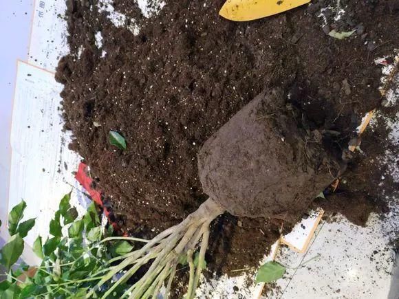 板结|养花的土太结实?1个小窍门,土壤松软如发糕,透气不烂根!