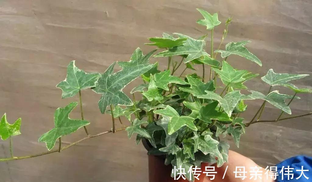 这些花是二手烟的克星,家里有烟鬼的,赶紧养几盆