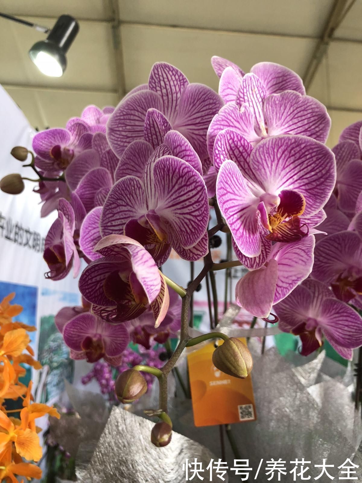 施肥|蝴蝶兰长势不旺？正确的浇水方法，你了解吗？