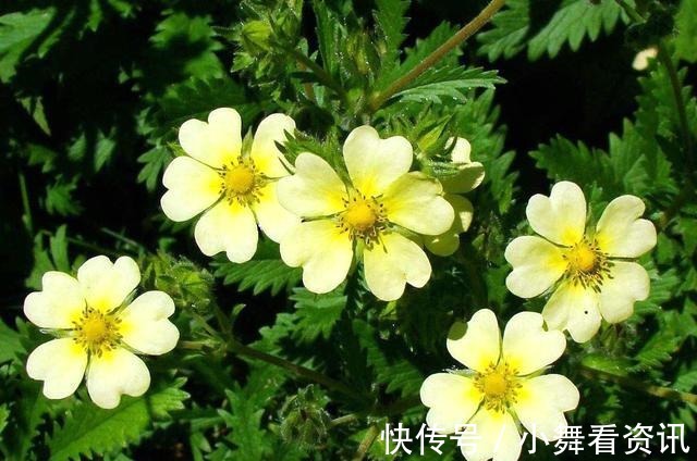 根剥开能生吃,见到别再当杂草铲除,记住它的样子像“鸡腿儿”