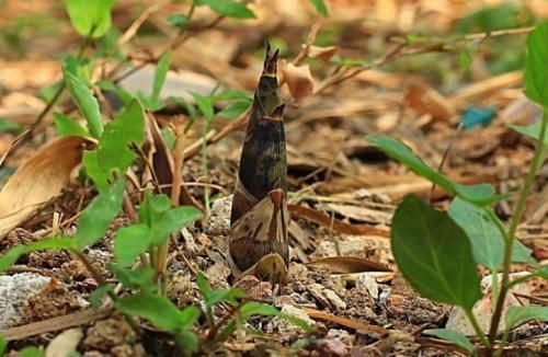蛋白质|这东西,营养比牛奶还丰富,富含维生素和蛋白质,野外就有!