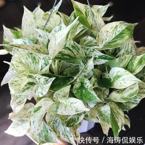 绿萝、吊兰变异了这些品种，你未必都见过！
