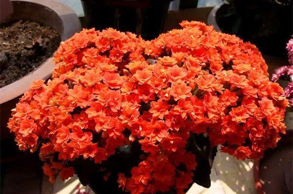 拿它一捂,长寿蟹爪兰嗖嗖冒花苞,多肉呼呼胖三圈