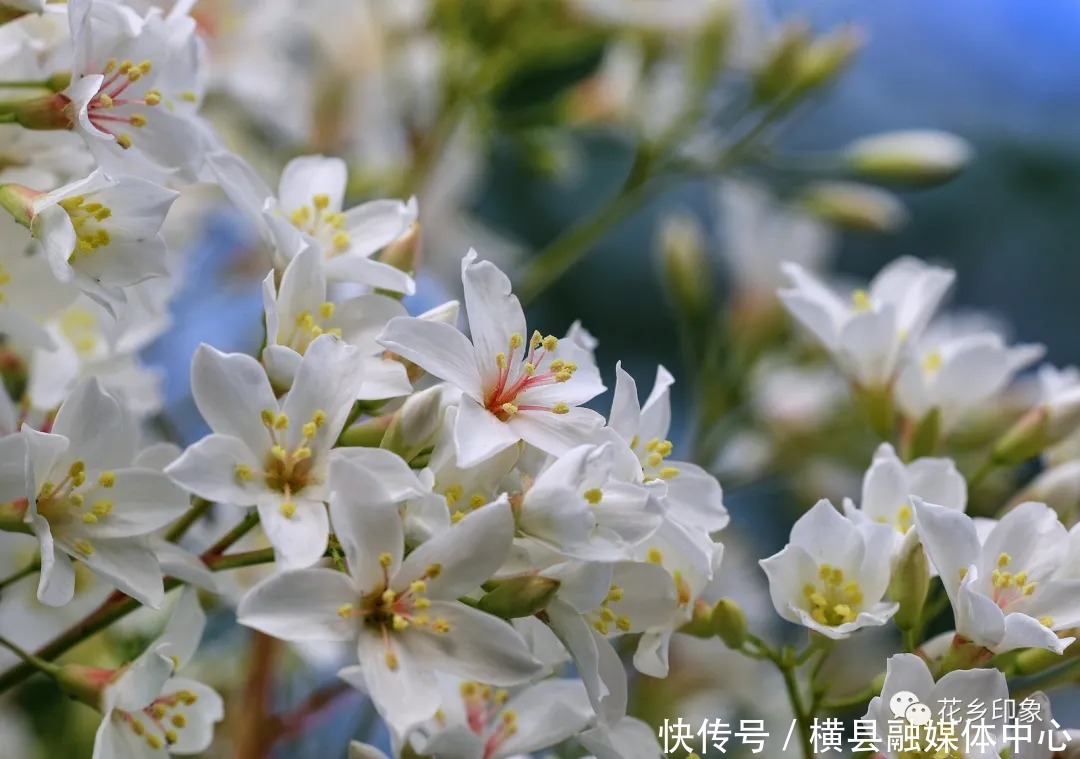 人间四月芳菲尽，梧桐花开正当时