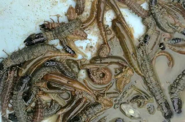 打工仔回到家乡,再钓一次故乡河里的小鱼