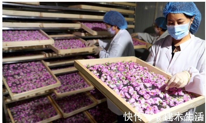 禁忌|玫瑰花泡茶有什么禁忌?喝玫瑰花茶有什么好处和功效?中医告诉你