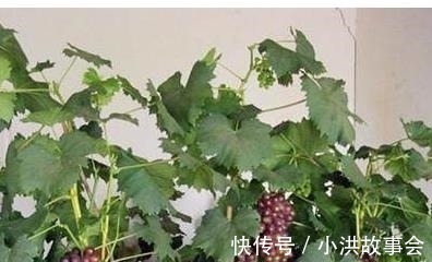 我在阳台用花盆种了这八种果树后，一年到头都没买水果！